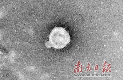 侦探■病毒侦探：与“看不见的敌人”较量