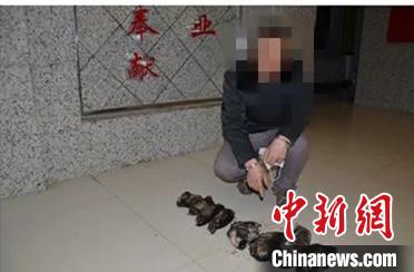 「紫貂」黑龙江侦破非法捕杀濒危野生动物案 查获紫貂皮7张黑熊胆2个