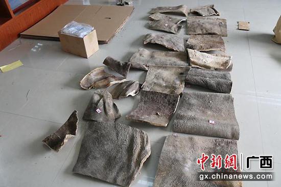 野生动物@广西崇左重大走私濒危野生动物案主犯获重刑