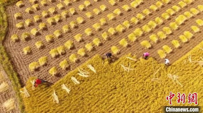 「粮食危机」多地抢购米面粮油?中国口粮自给自足、米面无忧