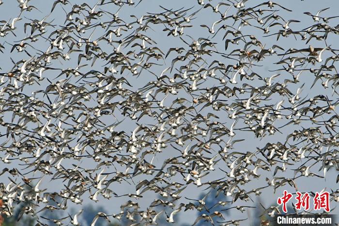 「大滨鹬」上万只濒危鸟类大滨鹬“做客”浙江温岭