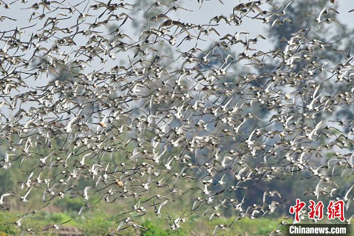「大滨鹬」上万只濒危鸟类大滨鹬“做客”浙江温岭