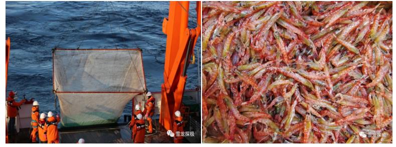 [雪龙2号]“双龙”凯旋！中国第36次南极考察首次“双龙探极”考察任务圆满完成