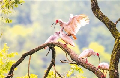 『秦岭』走进绿色秦岭