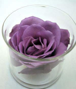 SUNTORY blue rose APPLAUSE": First 100% blue rose comes out  CCTV-International