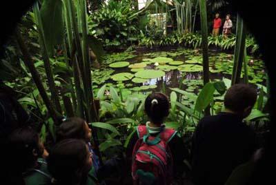 A&nbsp;group&nbsp;of&nbsp;children&nbsp;observe&nbsp;blooming&nbsp;in&nbsp;a&nbsp;botanical&nbsp;garden&nbsp;of&nbsp;Bogota,&nbsp;capital&nbsp;of&nbsp;Colombia,&nbsp;on&nbsp;Nov.&nbsp;9,&nbsp;2009.&nbsp;Victoria&nbsp;amazonica&nbsp;is&nbsp;a&nbsp;species&nbsp;of&nbsp;flowering&nbsp;plant,&nbsp;the&nbsp;largest&nbsp;of&nbsp;the&nbsp;Nymphaeaceae&nbsp;family&nbsp;of&nbsp;water&nbsp;lilies.&nbsp;It&nbsp;is&nbsp;native&nbsp;to&nbsp;the&nbsp;shallow&nbsp;waters&nbsp;of&nbsp;the&nbsp;Amazon&nbsp;River&nbsp;basin.(Xinhua/AFP&nbsp;Photo)