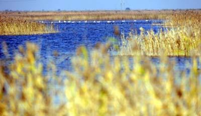 A&nbsp;bevy&nbsp;of&nbsp;swans&nbsp;perch&nbsp;in&nbsp;the&nbsp;swamp&nbsp;of&nbsp;the&nbsp;Yellow&nbsp;River&nbsp;delta&nbsp;in&nbsp;north&nbsp;China's&nbsp;Shandong&nbsp;Province,&nbsp;Nov.&nbsp;3,&nbsp;2009.&nbsp;This&nbsp;area&nbsp;has&nbsp;gradually&nbsp;regained&nbsp;a&nbsp;bird&nbsp;habitat&nbsp;since&nbsp;a&nbsp;series&nbsp;of&nbsp;environmental&nbsp;friendly&nbsp;measures&nbsp;have&nbsp;been&nbsp;carried&nbsp;out&nbsp;in&nbsp;the&nbsp;past&nbsp;years.&nbsp;(Xinhua/Fan&nbsp;Changguo)