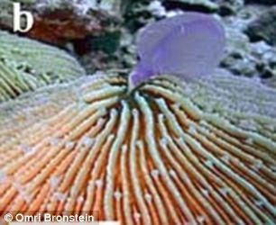 The&nbsp;jellyfish&nbsp;is&nbsp;disappearing&nbsp;inside&nbsp;the&nbsp;coral.