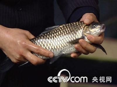 易继东,特种鱼,潜鱼养殖,难舍的“赔钱”生意2月4,视(5)_cctv7致富经养殖网-农村创业致富第一站提供cctv7致富经科技苑每日农经农广天地cctv2生财有道养殖种植技术视频全集
