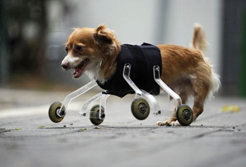 Hoppa, a four-year-old mixed breed dog born without front legs, uses a prosthetic device to walk outside in the central Israeli city of Tel Aviv February 28, 2010. The device was invented especially for Hoppa by a animal-loving art student, who hopes his wheeling device will improve the lives of pets born with abnormalities or with amputated limbs. (Xinhua/Reuters Photo)