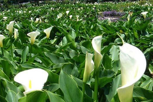A blanket of 13 hectares of blooming alocasia flowers has taken over the botanical garden at the foot of Yangming Mountain in northern Taiwan. Each March, a sea of alocasia flowers draws large numbers of visitors from other parts of the island and the mainland. [Photo:travel.sohu.com] 