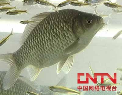 [每日农经]不一样的鲫鱼(2010.4.7)_CCTV.com