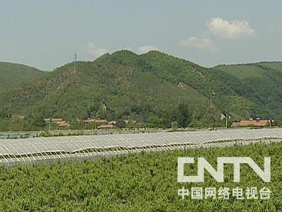 [每日农经]赚钱的蓝莓(2010.6.28)_打印页