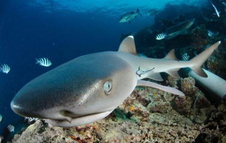"Beqa&nbsp;Adventure&nbsp;Divers",&nbsp;photographed&nbsp;by&nbsp;Alexander&nbsp;Safonov&nbsp;(Photo&nbsp;Source:&nbsp;news.cn)