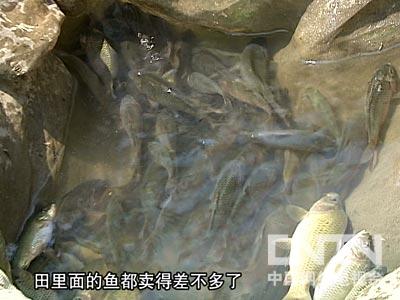 [每日农经]农产品·西部印象(桂林篇)-(3)稻田里