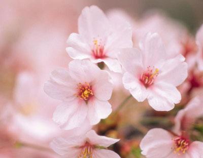 Les fleurs de cerisier magnifiques au parc Yuyuantan