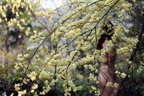 广东一景区 天体森林浴悄然开洗(图)_粤语台