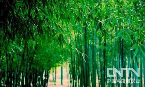 安吉竹博园品千年竹文化