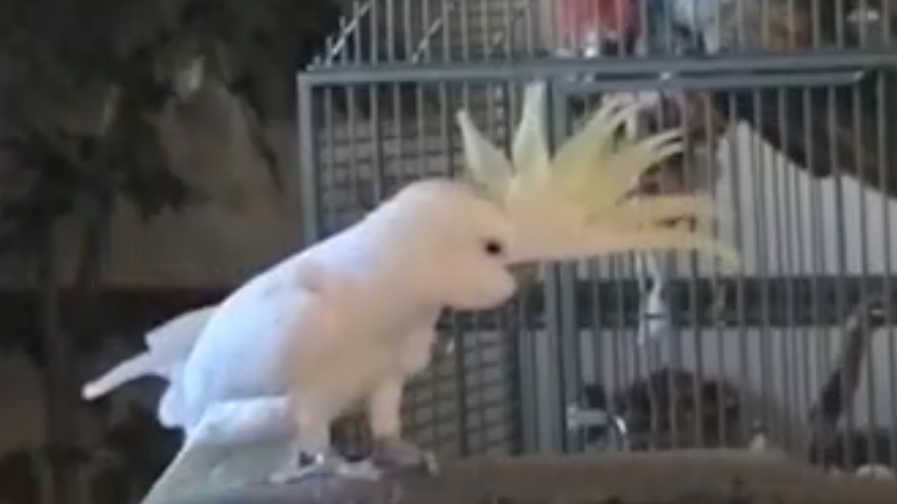 鸟界舞王” 鹦鹉会14种舞步