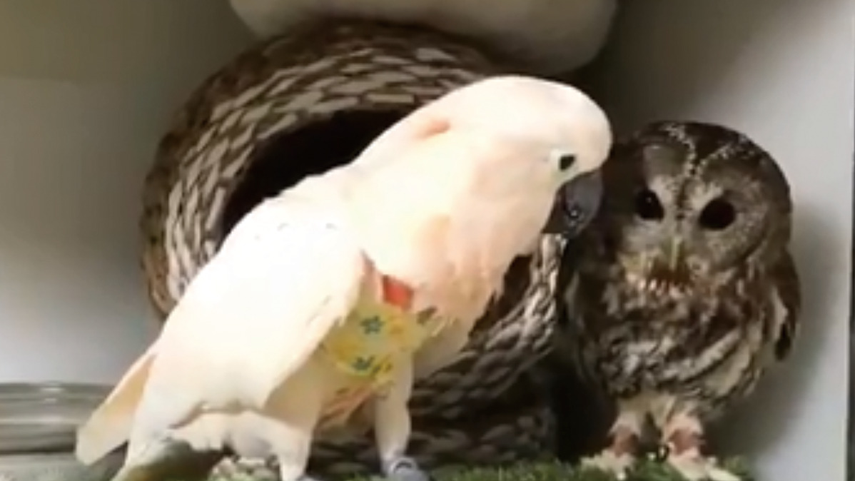 鹦鹉疯狂搭讪高冷猫头鹰像不像哄生气女友的你？