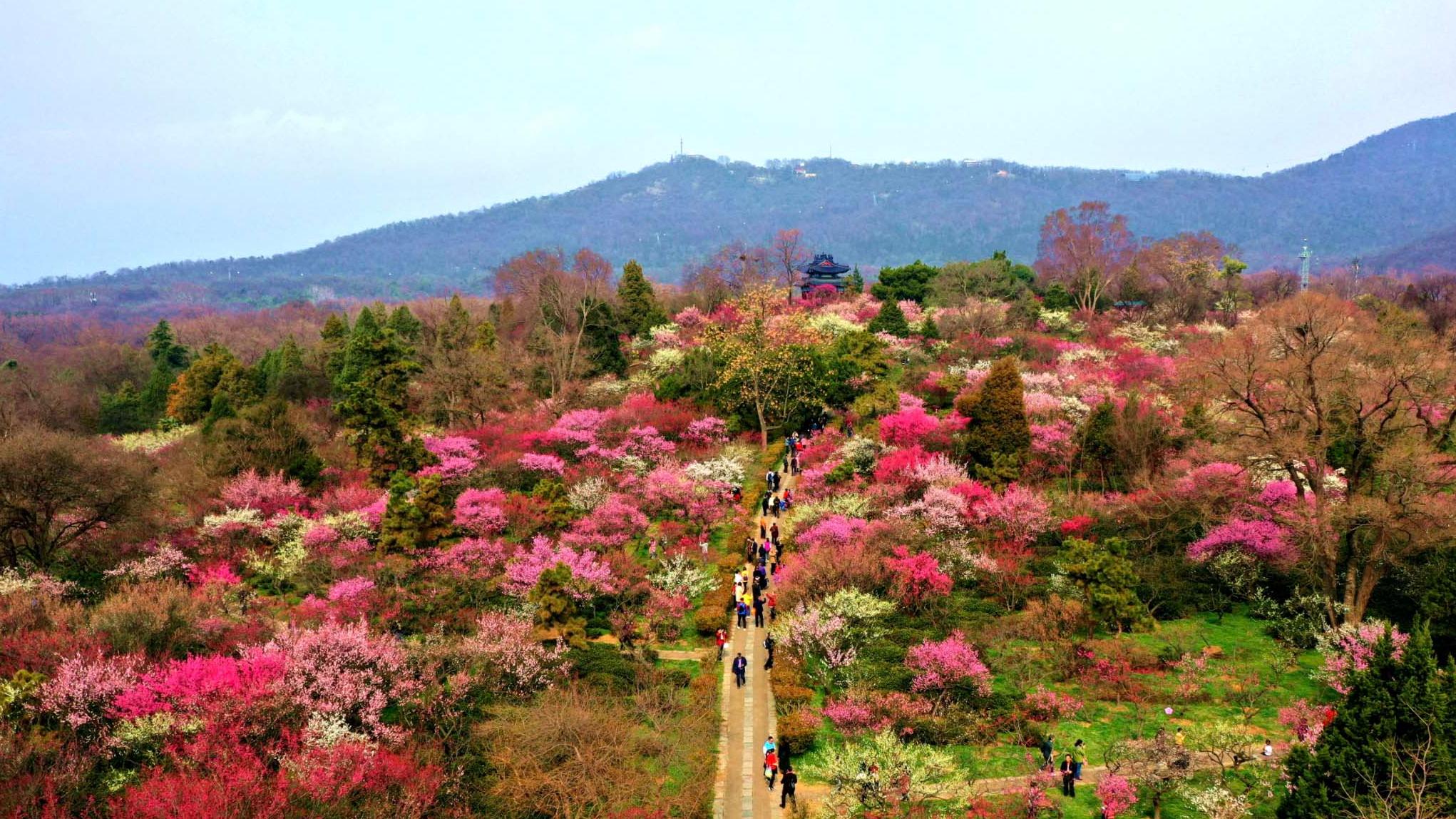 2月14日,南京阳光明媚,不少喜欢热闹的留宁市民去梅花山观赏梅花.