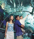 Wonderful, Underwater World 1