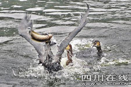 Xiao&nbsp;Cheng&nbsp;and&nbsp;his&nbsp;ospreys&nbsp;catch&nbsp;a&nbsp;big&nbsp;fish