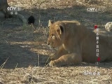 《动物世界》 20170512 圈养狮子放归记（三）_CCTV节目官网-CCTV-1_央视网(cctv.com)