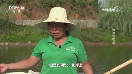 [走近科学]水花生繁殖力惊人