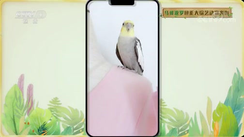 [正大综艺·动物来啦]因为拥有发达的鸣管和鸣肌，所以鹦鹉都能发出多样的声音_CCTV节目官网-CCTV-1_央视网(cctv.com)