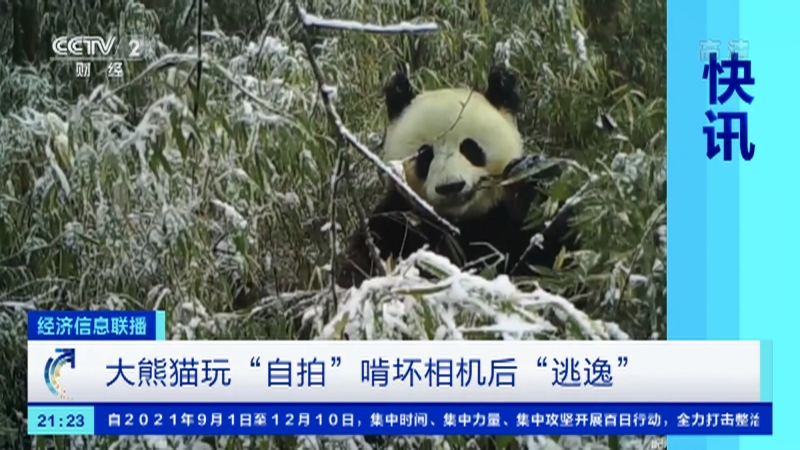 [经济信息联播]快讯 大熊猫玩“自拍” 啃坏相机后“逃逸”_CCTV节目官网-CCTV-2_央视网(cctv.com)