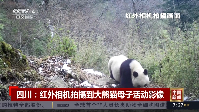 [中国新闻]四川：红外相机拍摄到大熊猫母子活动影像_CCTV节目官网-CCTV-4_央视网(cctv.com)