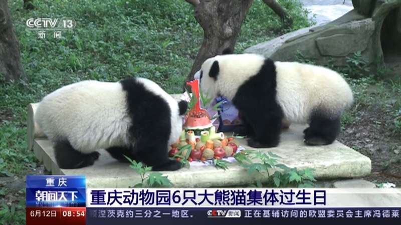[朝闻天下]重庆 重庆动物园6只大熊猫集体过生日_CCTV节目官网-CCTV-13_央视网(cctv.com)