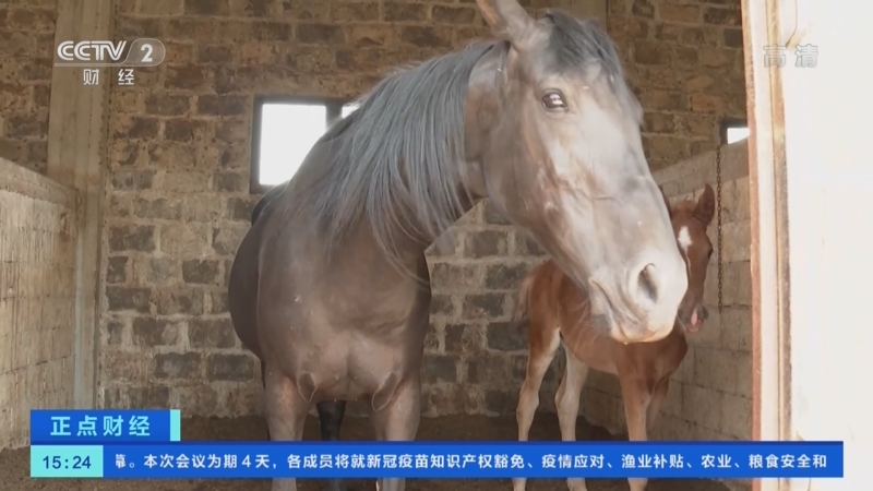 [正点财经]叙利亚：阿拉伯马遭战争摧残 马匹保护困难重重_CCTV节目官网-CCTV-2_央视网(cctv.com)