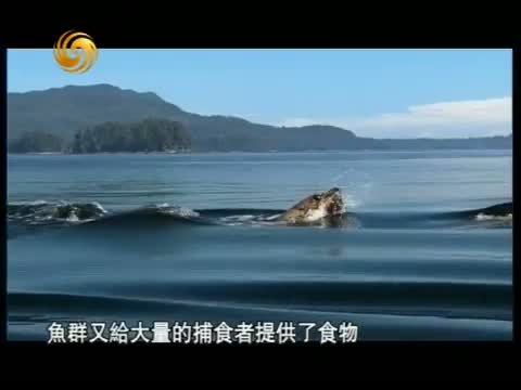 《凤凰大视野》 20110930 珍宝岛之战 中苏边