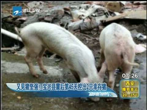 雅安猪坚强图片
