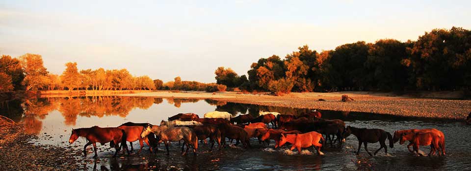 Across the Far Horizon- Travelogue in Xinjiang