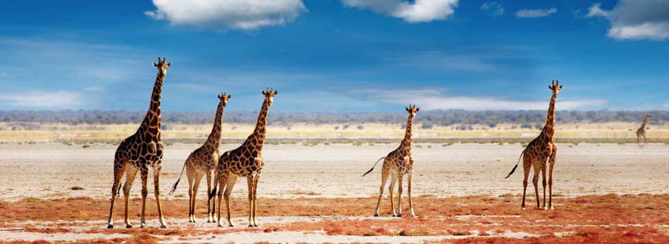 Passions Dedicated to Africa