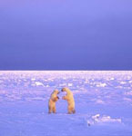 <b>Churchill, Manitoba, Canada </b>