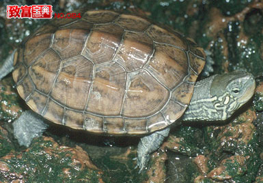 中国网络电视台 7+农业 致富宝典 第84期 天价