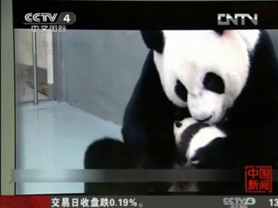 [视频]“圆仔”首次接受妈妈哺乳_CCTV节目官网-CCTV-4_央视网(cctv.com)
