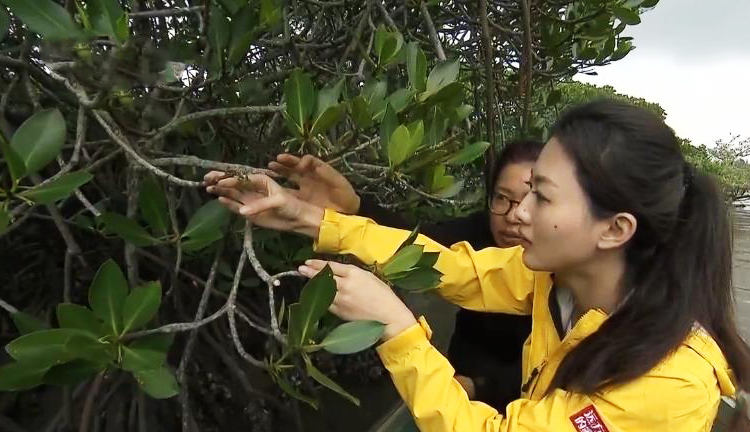 [远方的家]行走青山绿水间 初识红树林_CCTV节目官网-CCTV-4_央视网(cctv.com)