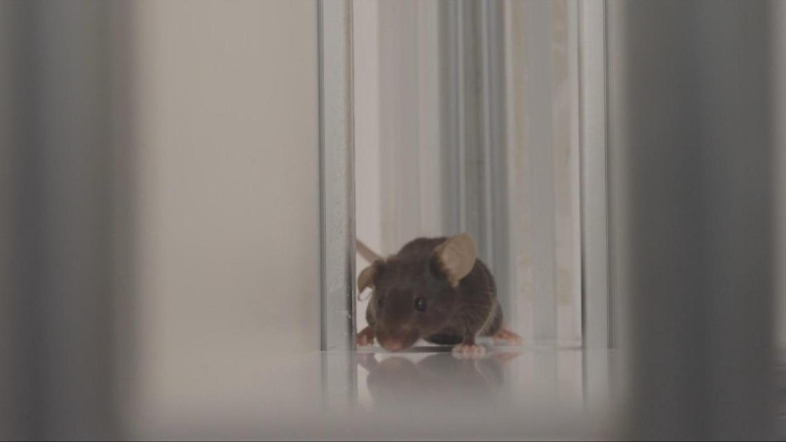 Four mice selected to join China's upcoming Shenzhou-21 space mission