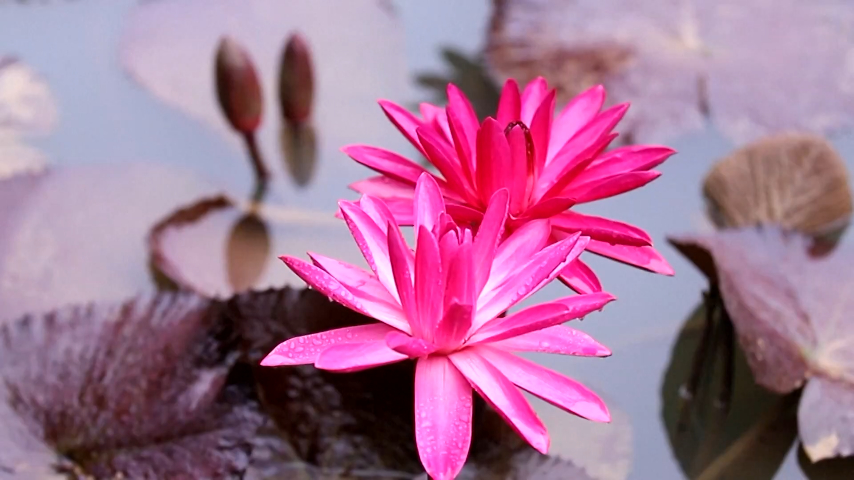 Picturesque water lilies attract visitors to park