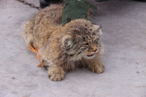 七十七团驻团边防派出所干警救助野生动物猞猁