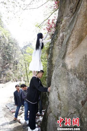 中国第一巨人肩托美女悬崖峭壁采杜鹃（图）