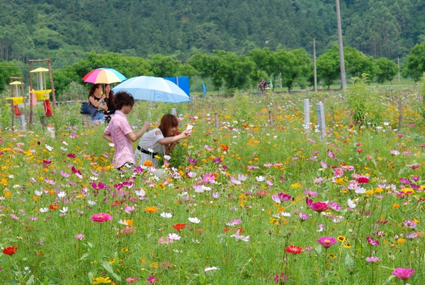 米江,寻找那一季的格桑花