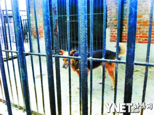 河南动物园用藏獒冒充非洲狮 因汪汪叫被识破