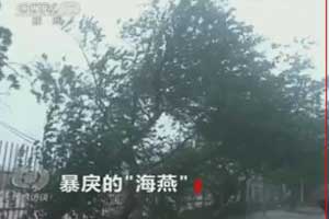 视频截图