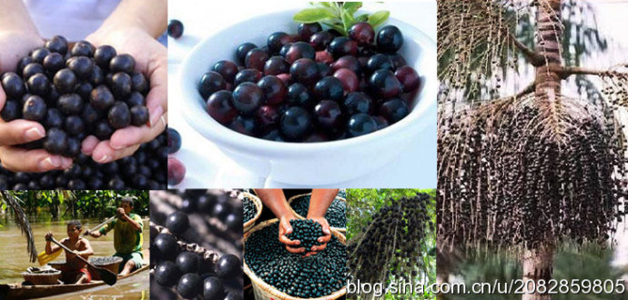 Brazilian Acai